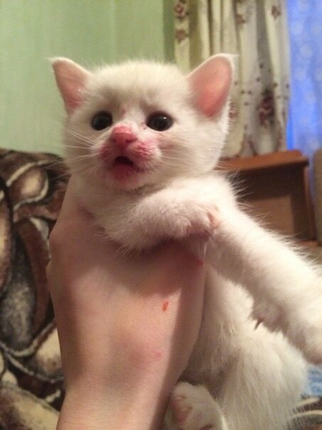       !,     )