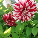 ���� Oksana, ������ - ��������� 18 ������� 2020