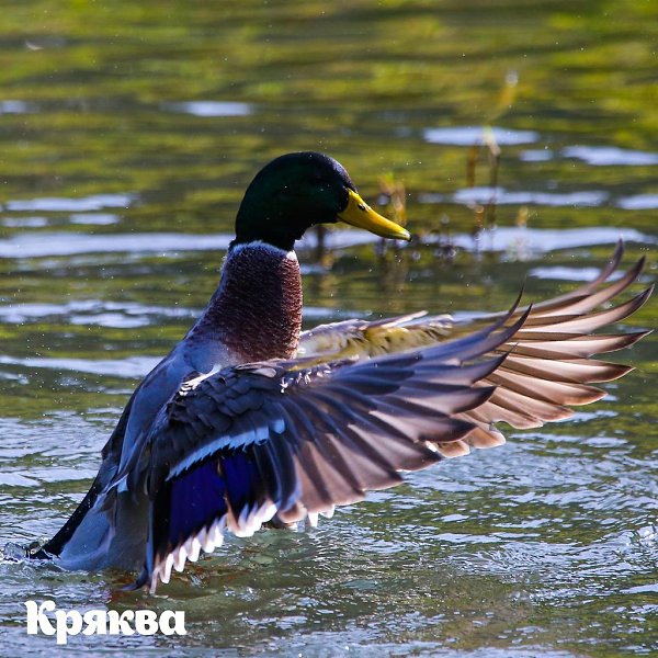 2693 птицы увидели участники Eurobirdwatch-2020 на природных территориях Москвы. 3-4 октября в ... - 2
