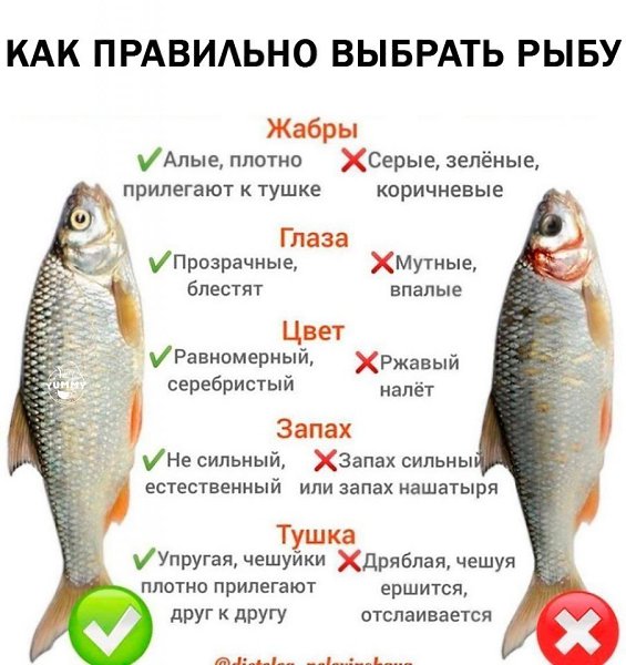 Шпаргалка для хозяюшек: выбираем свежую рыбку