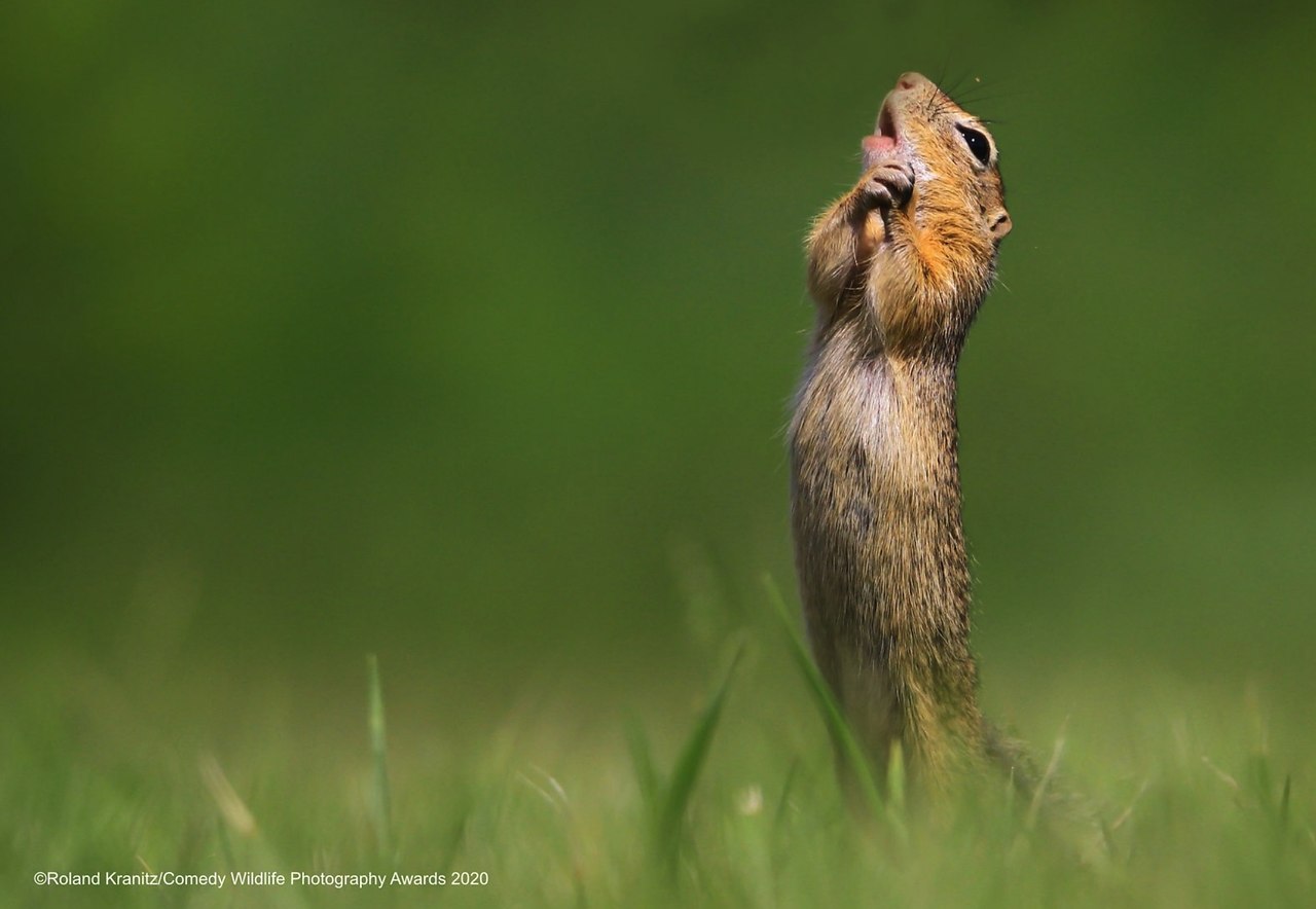   Comedy Wildlife Photography 2020     .