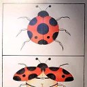  Andrew, , 49  -  5  2020    