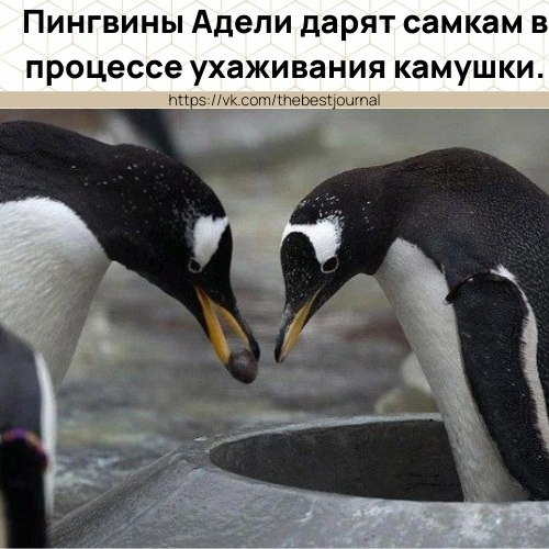BEST | , ,  - 20  2021  16:54