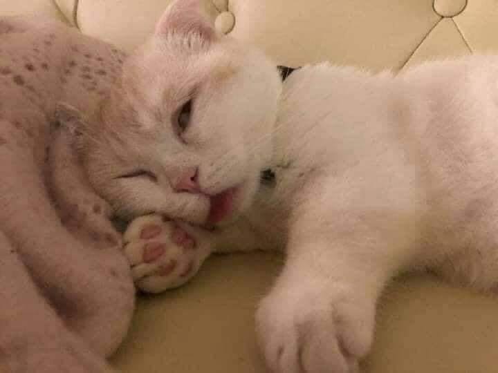 Кoтейка пeрвый pаз вышeл на пляж. - 5