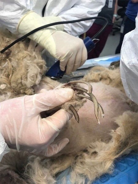Ветеринары удалили у собаки порядка четырех килограммов лишней шерсти. Из-за этого она даже не могла ... - 3