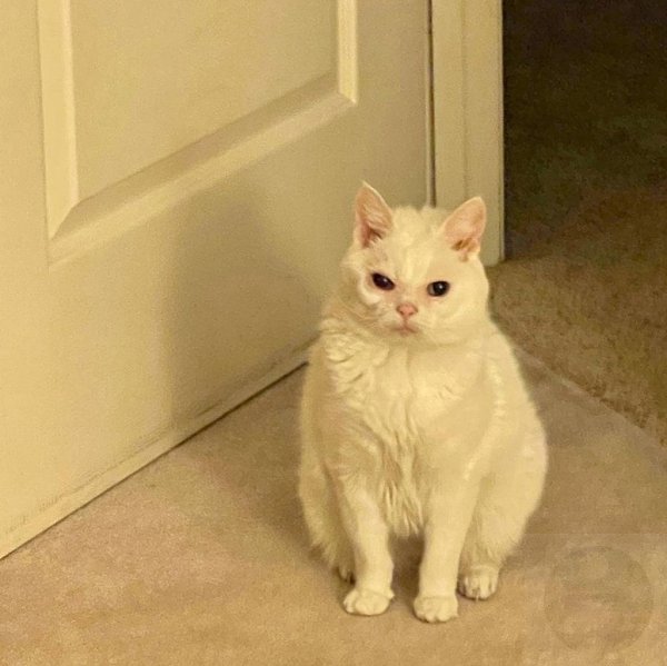     4 ,      :