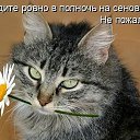 ���� *Bagira*, ����������� - ��������� 28 ������� 2021 � ������ ���� ����������