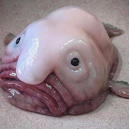 ������, �����������, 48 ���