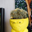 !    3D .    (. Mammillaria prolifera),    &mdash;  ,    .  XVIII       .   