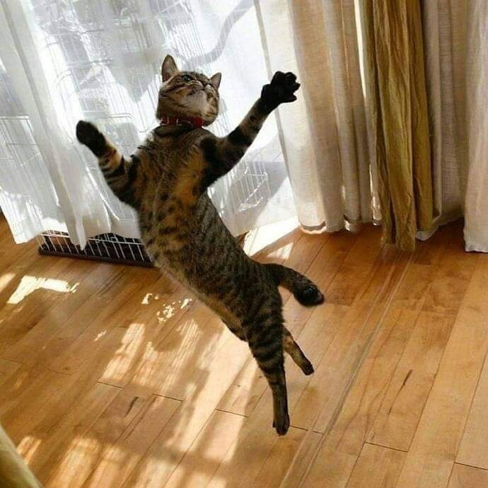 Ko��� � ���������� ��������. �� ������ ����� �� �������! - 4