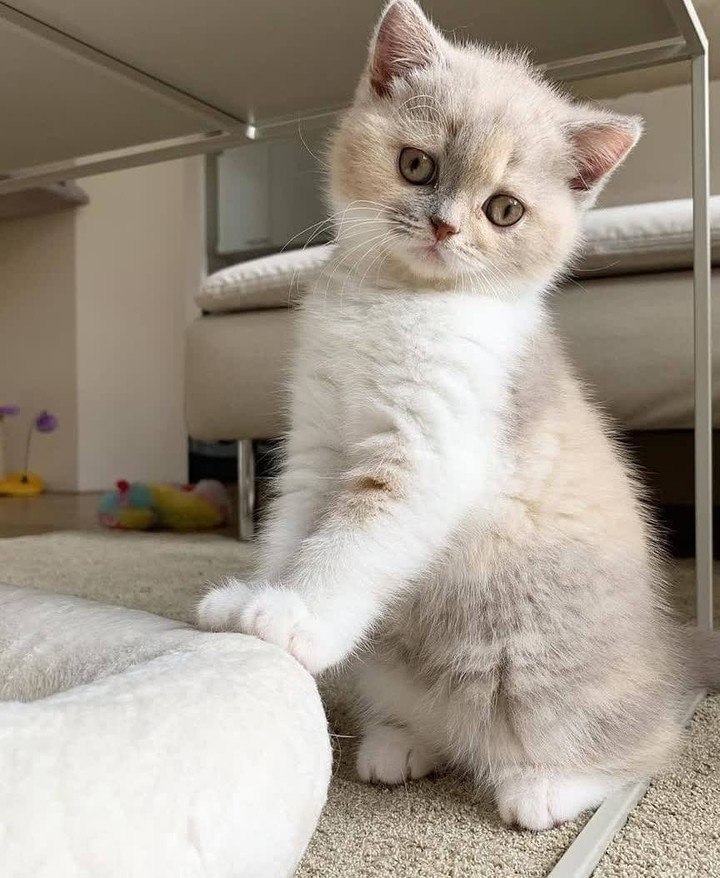   - ,      )))