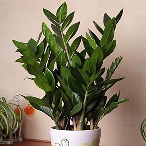 Теневыносливые комнатные растения для северных окон.Цветов, пригодных к выращиванию на северных ... - 7