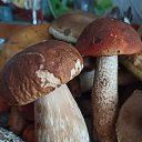 ���� Liliya, ���� - ��������� 4 �������� 2021 � ������ ������ ��������