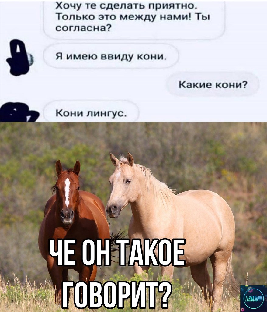 Поставь лошадки. Лошадь прикол. Мемы про лошадей. Шутки про коней. Конь Мем.