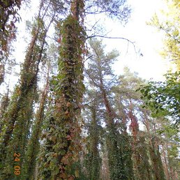 �����, ��������, 37 ���