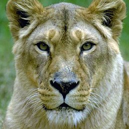 Aleksandra, �����������