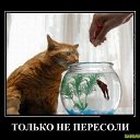 ���� Wolfgrey, �������, 42 ���� - ��������� 12 �������� 2021 � ������ �...�