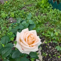 �������, �����-���������