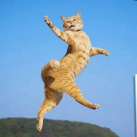Ko��� � ���������� ��������. �� ������ ����� �� �������! - 3