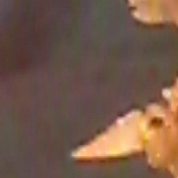 �����, ���������