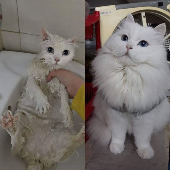     )))