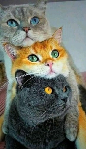    ?!  !)