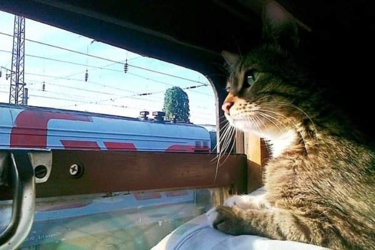 ПОТЕРЯШКА.Кот бегал по перрону и заглядывал всем в глаза. Потом разочарованно мяукнув отходил. ...
