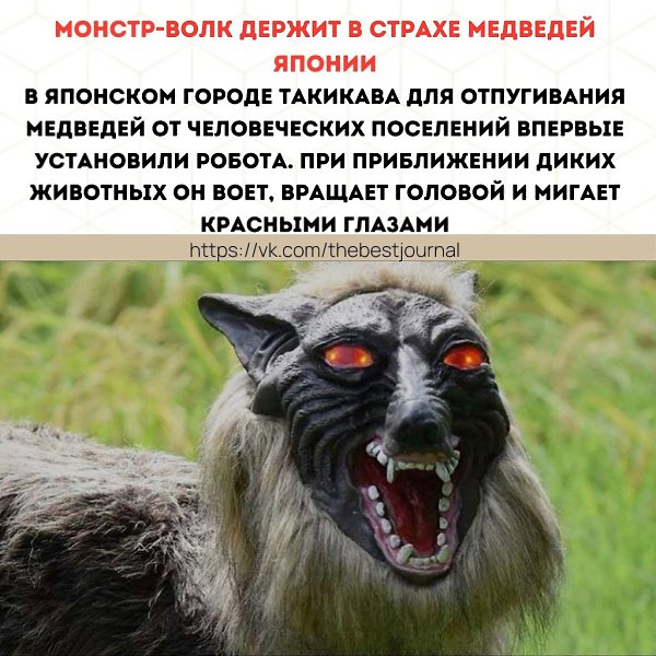 После установки «Монстра-Волка» нападения медведей в Такикаве прекратились.