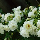 ���� E��������, ������, 43 ���� - ��������� 3 ���� 2021 � ������ ������ ��������
