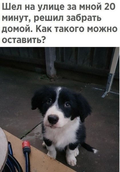Вот как такого и не взять домой. Чего стоят эти глаза и взгляд...