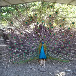 �����, �����-���������