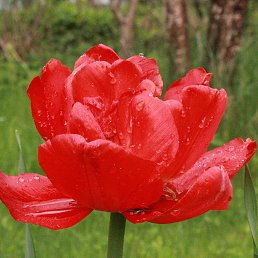 �����, �����-���������, 35 ���