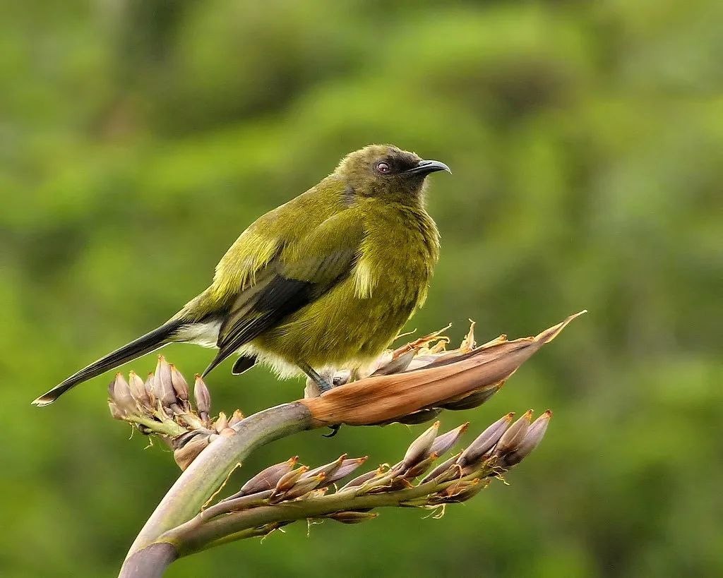      - Bellbird. - 3