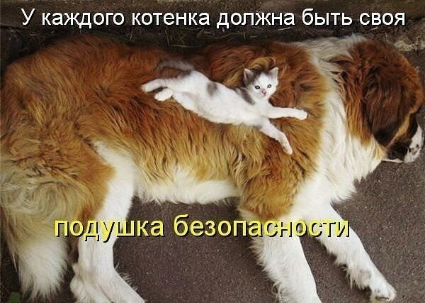 Эти забавные животные - 14 ноября 2021 в 07:20