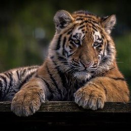 ���� �����, ��������, 39 ��� - ��������� 20 �������� 2021