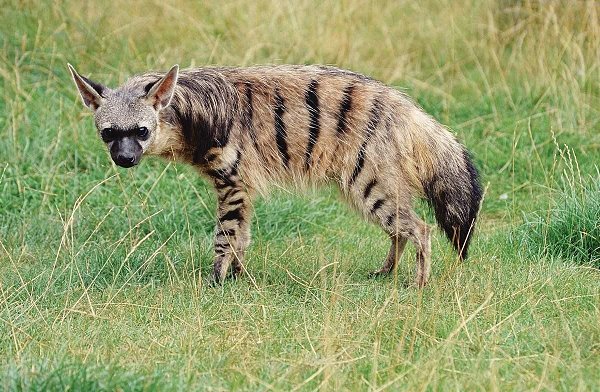 Земляной волк.Традиционное название этого вида на языке Африкаанс - Aardwolf, что означает «земляной ...
