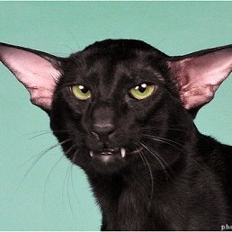 ��������, �����-���������, 40 ���