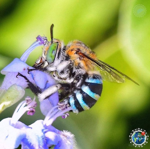 epec a!  c  o-p. pca a acpac  megilla cingulata  ... - 4