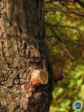 a e pac coco ec.