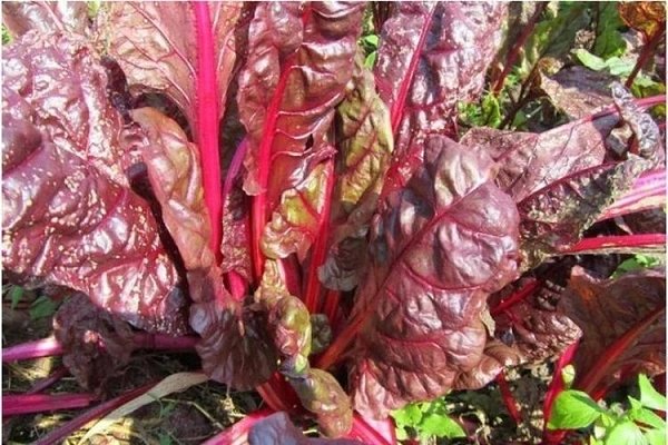 Почему гниёт свёкла - ей не хватает бора. Это гниль сердечка или сердцевидная гниль корнеплода - ...