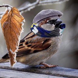 Helen, ������