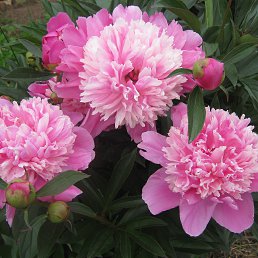 ����, ������, 72 ����