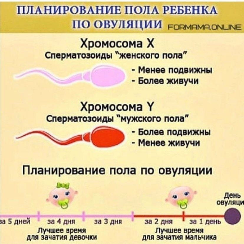 Хромосом яйцеклетка. Планирование пола ребенка. Планирование пола ребёнка по овуляции. Зачатие по овуляции пол ребенка. Пол ребенка по эовуляции.