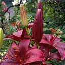 ���� ������, ������-������� - ��������� 16 ������ 2021