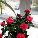 ���� ������, �����, 63 ���� - ��������� 31 ������� 2021 � ������ ���� ����������