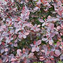  Viktor,  -  31  2021    