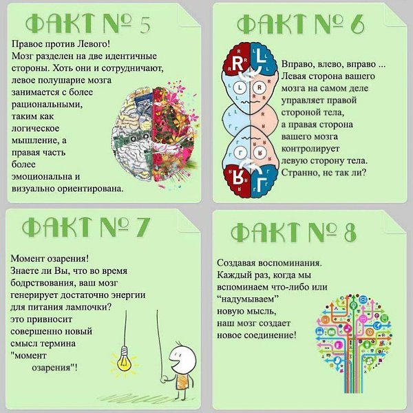 Интересные факты о мозге. Факты о мозге.