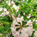 ���� ����, �����-���������, 68 ��� - ��������� 9 ���� 2021 � ������ ����� 2021�