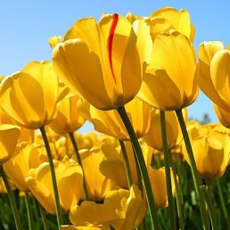 ��������, �������, 49 ���