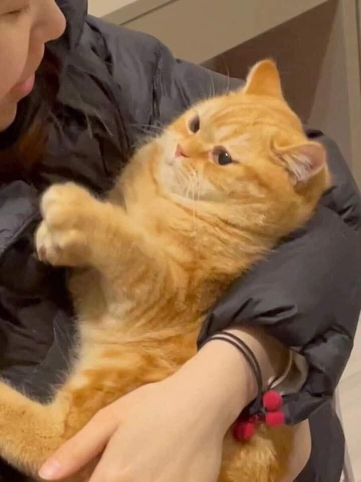         ,     .